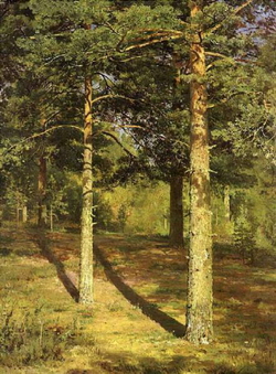 Сосны, освещенные солнцем (Шишкин И.И., етюд, 1886)